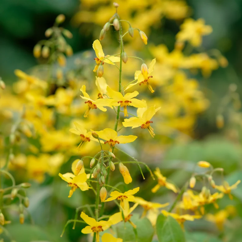 Epimedium Frohnleiten