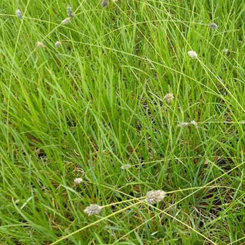 Seslérie Heufleriana