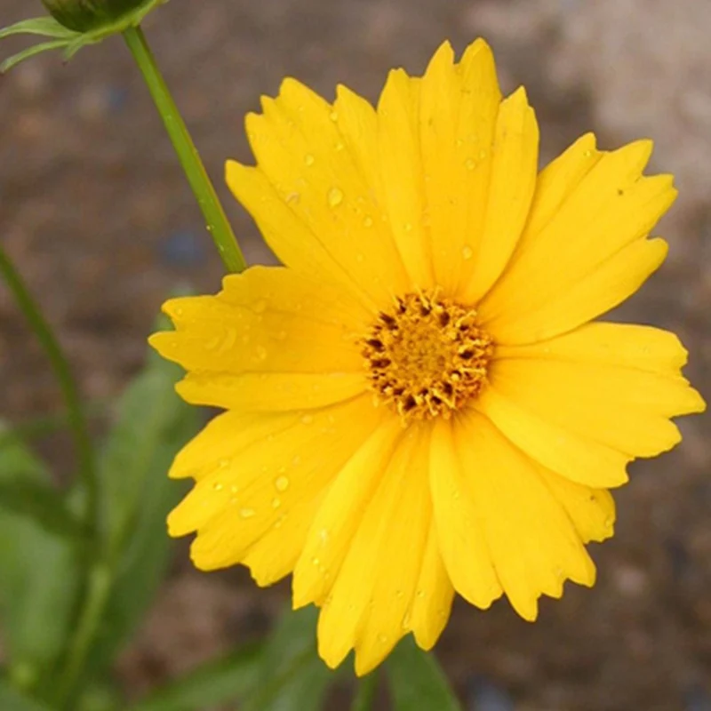 Coreopsis à grandes fleurs Etoile d'Or