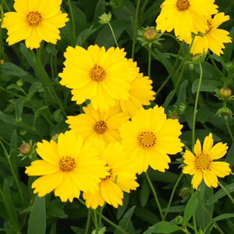 Coreopsis à grandes fleurs Etoile d'Or