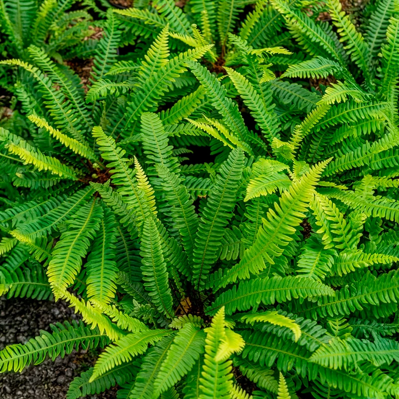 Blechnum en épi