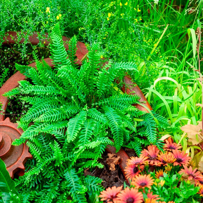 Blechnum en épi