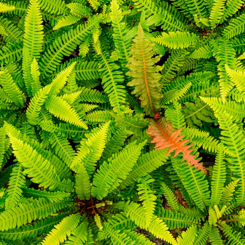 Blechnum en épi