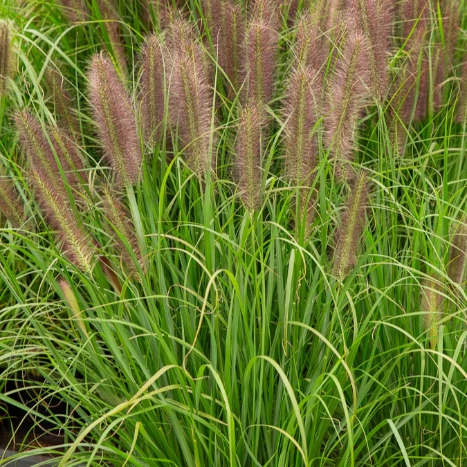 Herbe aux écouvillons Japonicum - Pennisetum