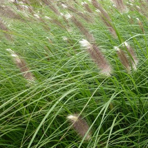 Herbe aux écouvillons Japonicum - Pennisetum