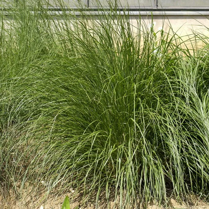 Herbe aux écouvillons Japonicum - Pennisetum