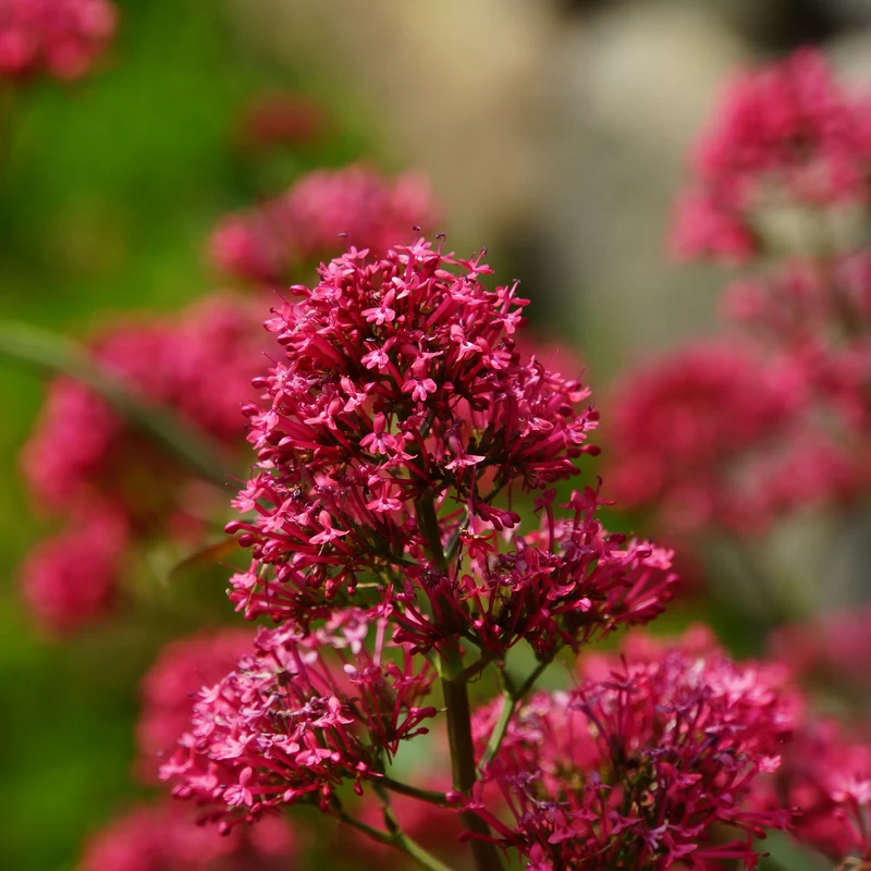 Valériane rouge