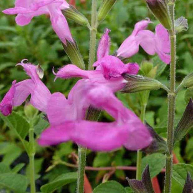 Sauge arbustive Pink Beauty