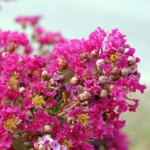 Lilas des Indes Lilas d'été Mimie® Fuchsia