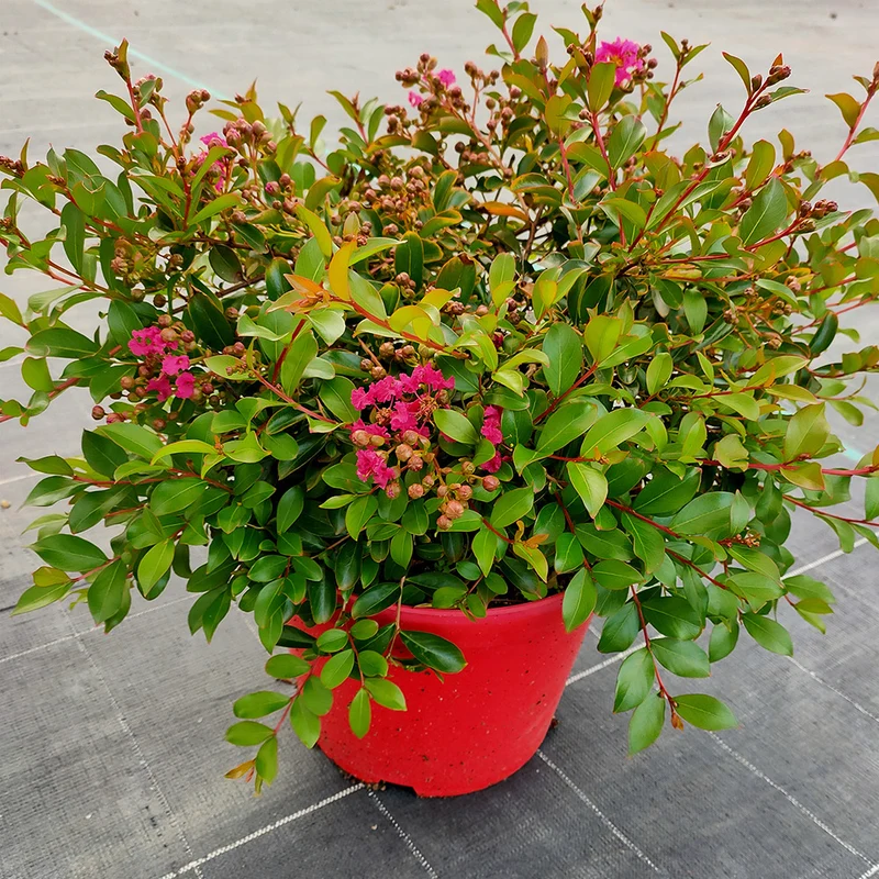 Lilas des Indes Lilas d'été Mimie® Fuchsia