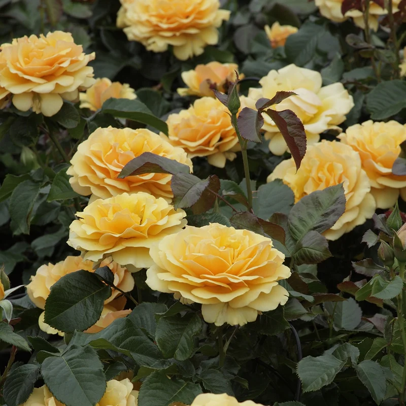 Rosier Amber Queen ®