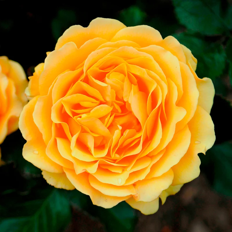 Rosier Amber Queen ®