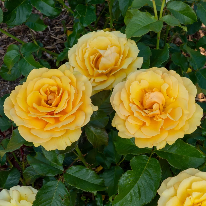 Rosier Amber Queen ®
