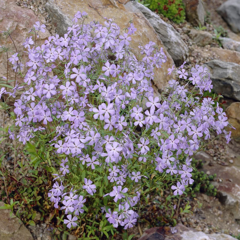 Phlox rampant Blue Ridge