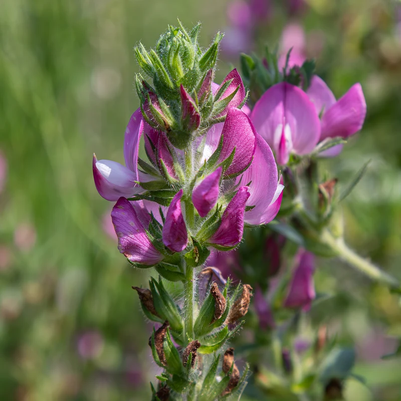 Bugrane épineuse