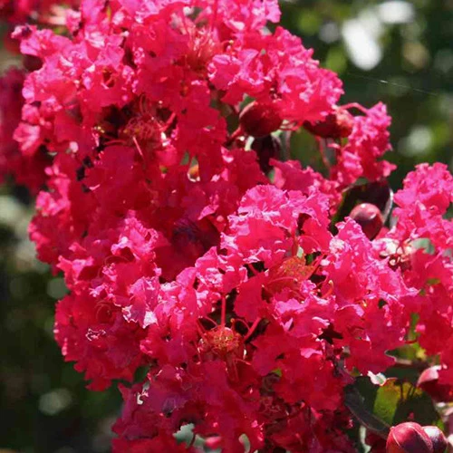 Lilas des Indes Lilas d'été Petite Red