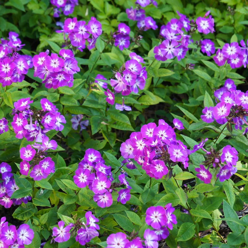 Phlox paniculé Uspech