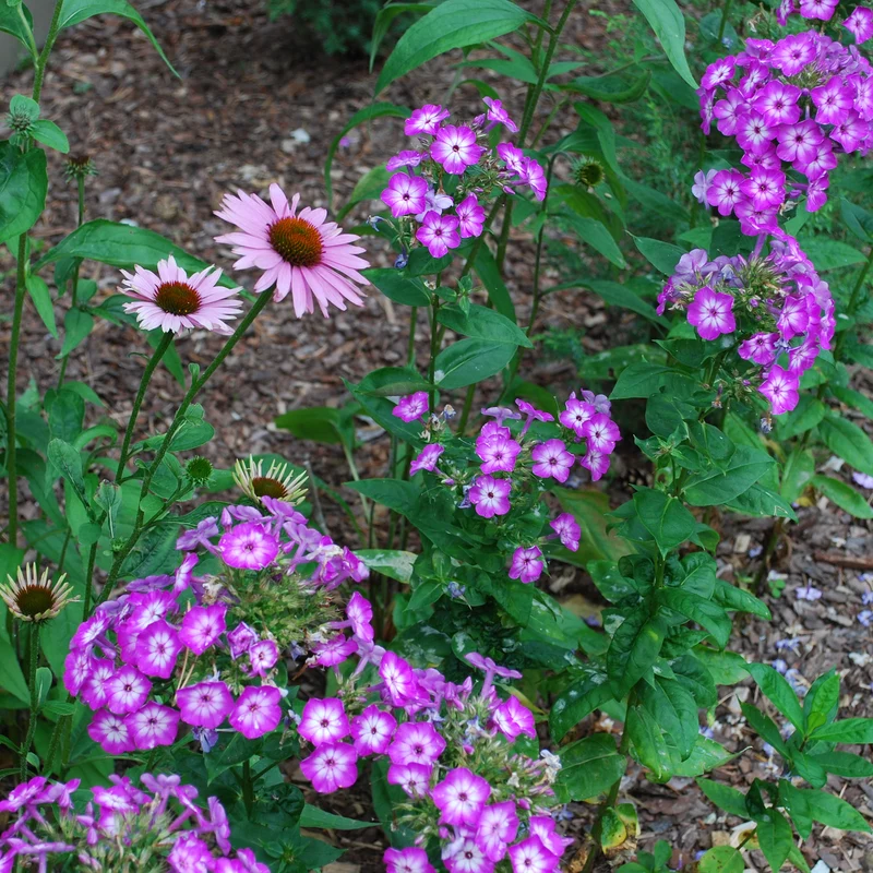 Phlox paniculé Uspech