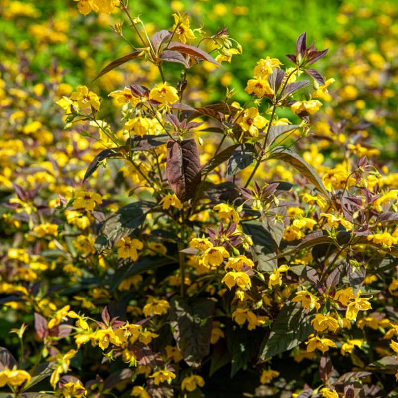 Lysimaque ciliée Firecracker