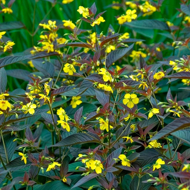 Lysimaque ciliée Firecracker