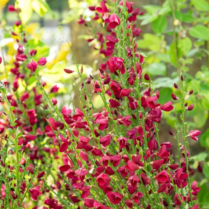 Genêt rouge