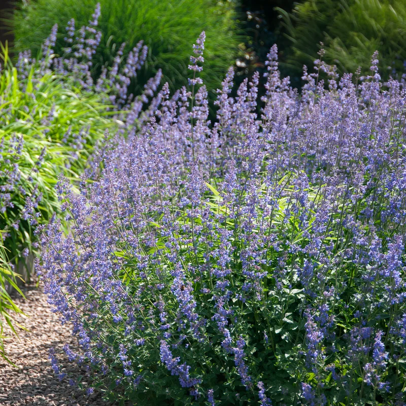 Nepeta Six Hills Giant