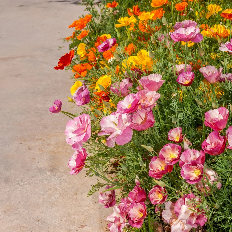 Pavot de Californie à fleurs doubles en mélange