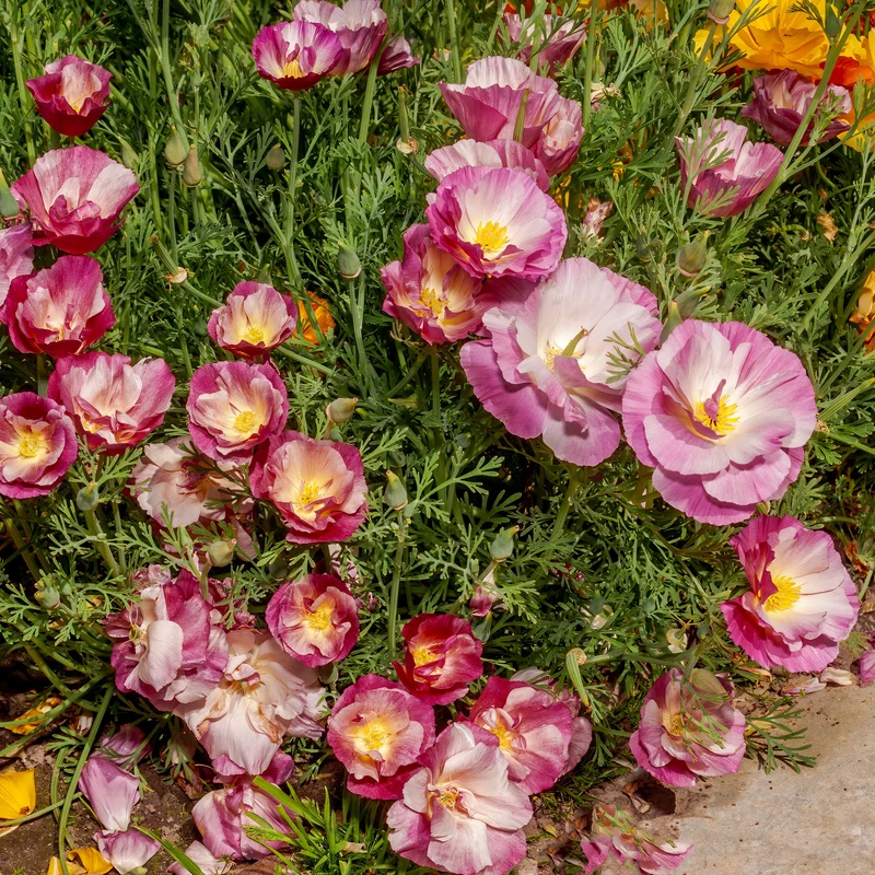 Pavot de Californie à fleurs doubles en mélange
