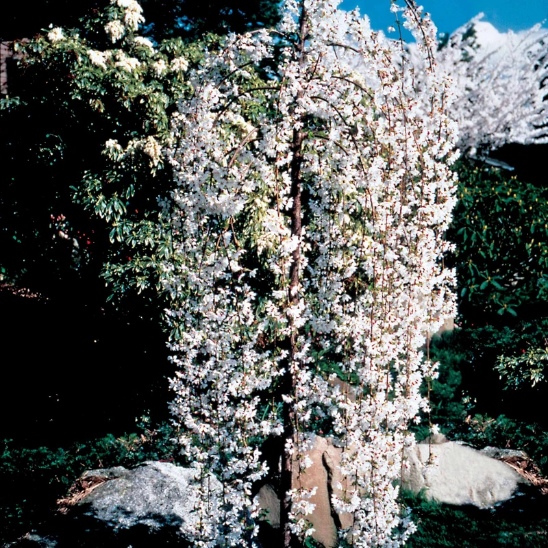 Cerisier à fleurs Snow Fountains