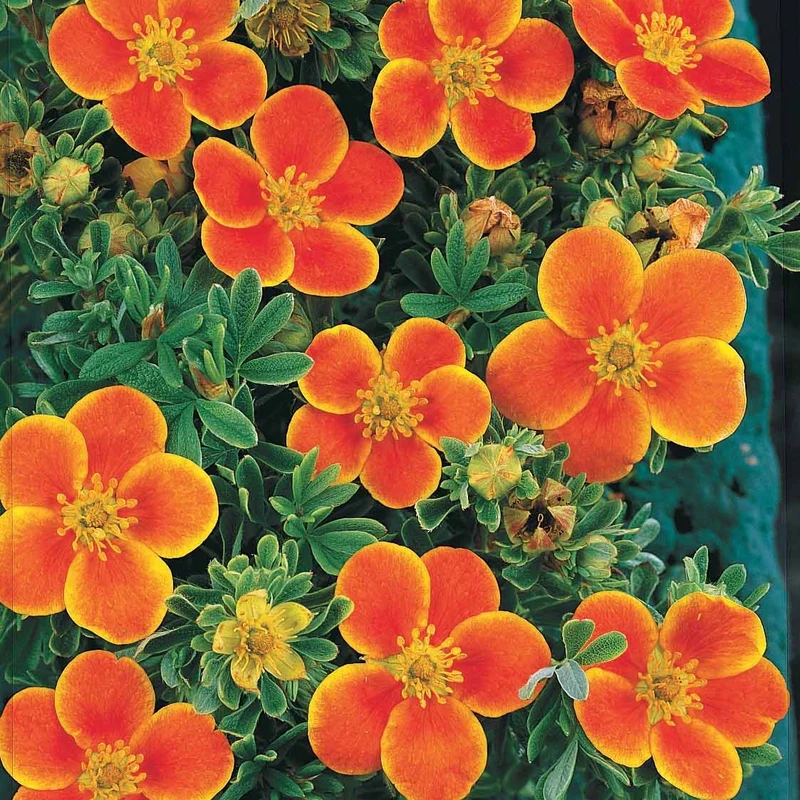 Potentille Hopley's Orange