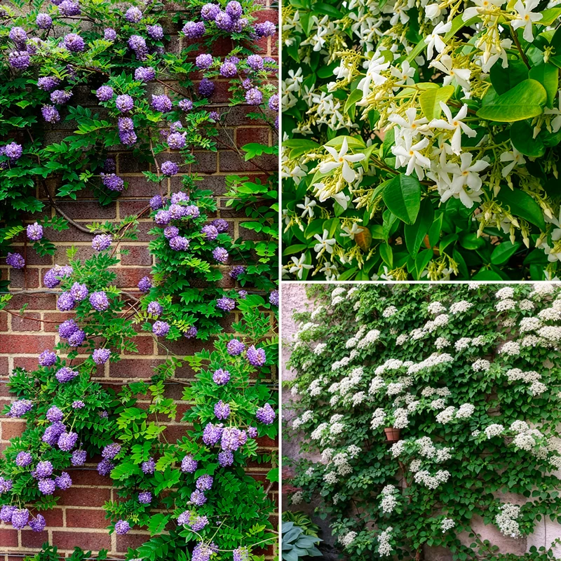 Collection de 3 grimpantes : jasmin, glycine, hortensia grimpant