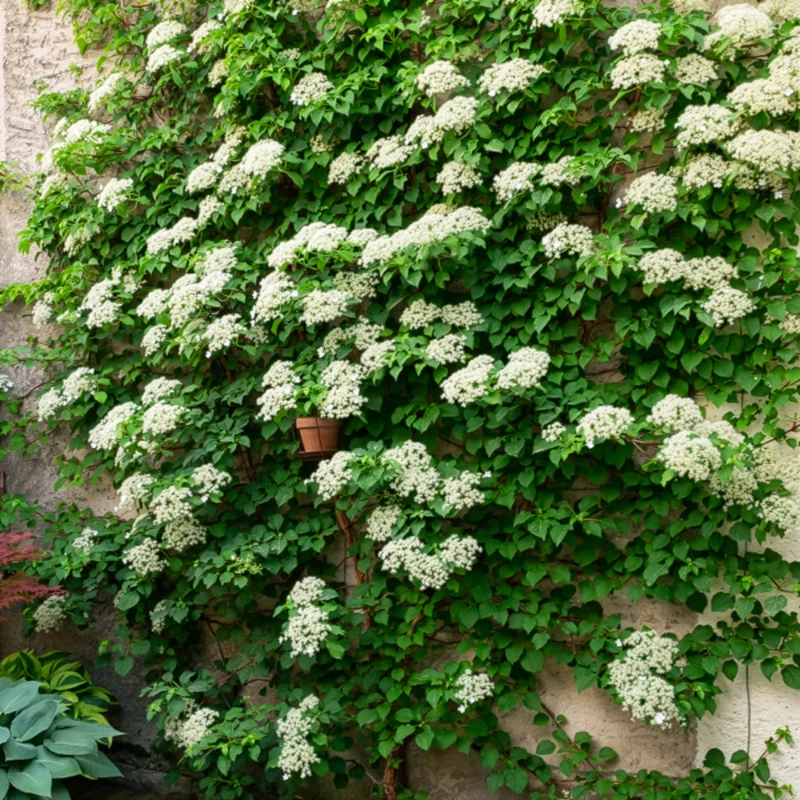 Collection de 3 grimpantes : jasmin, glycine, hortensia grimpant