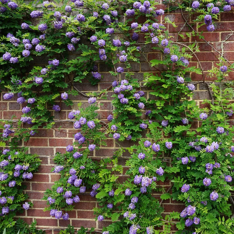Collection de 3 grimpantes : jasmin, glycine, hortensia grimpant