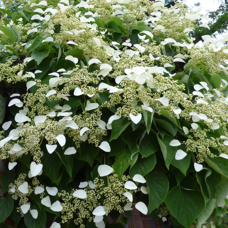 Collection de 3 grimpantes : jasmin, glycine, hortensia grimpant