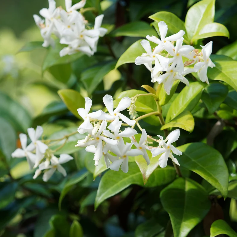 Collection de 3 grimpantes : jasmin, glycine, hortensia grimpant