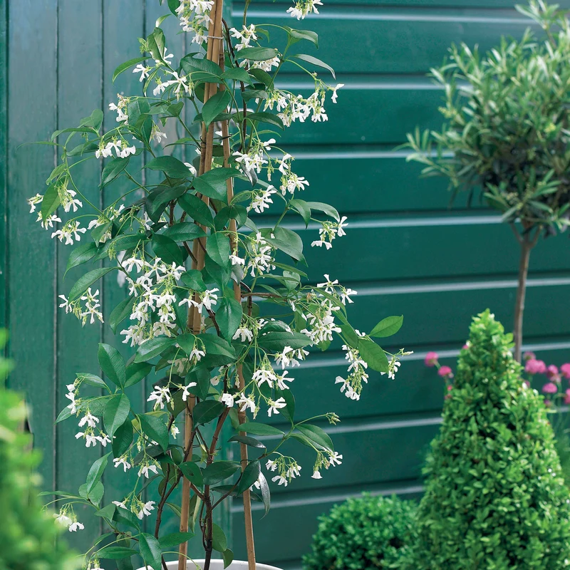 Collection de 3 grimpantes : jasmin, glycine, hortensia grimpant