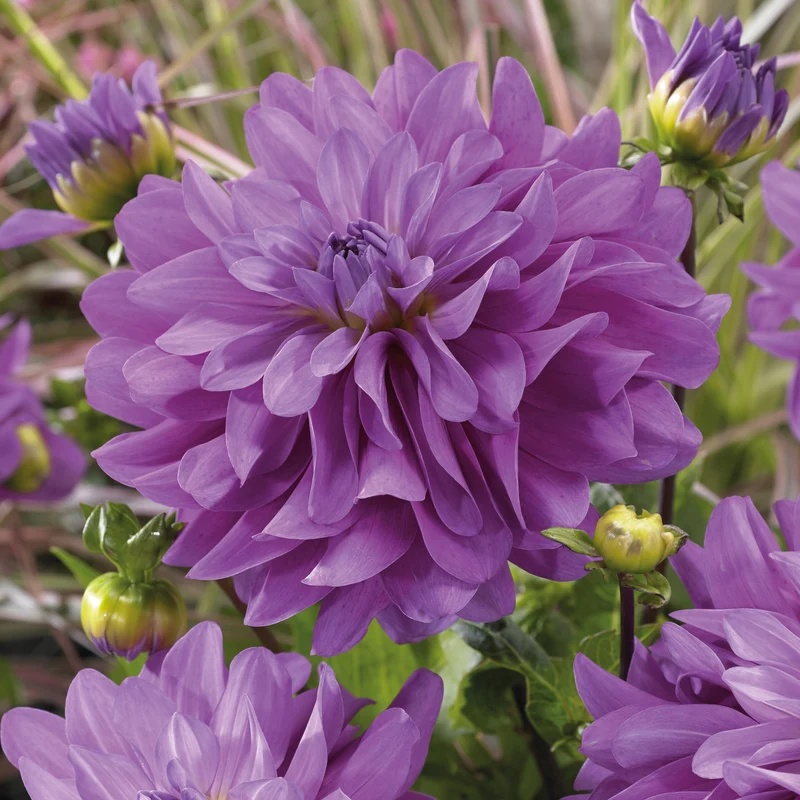 3 Dahlias Bluetiful