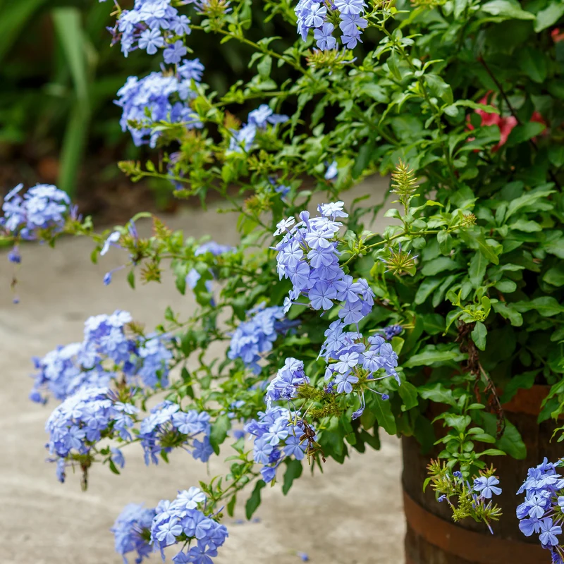 Plumbago