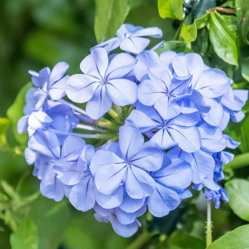 Plumbago