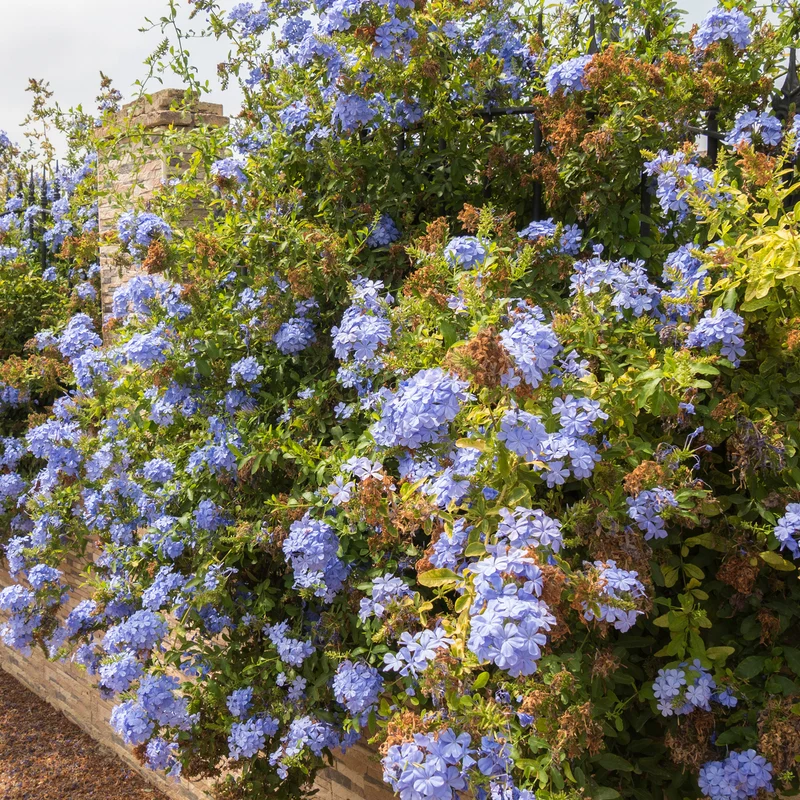 Plumbago