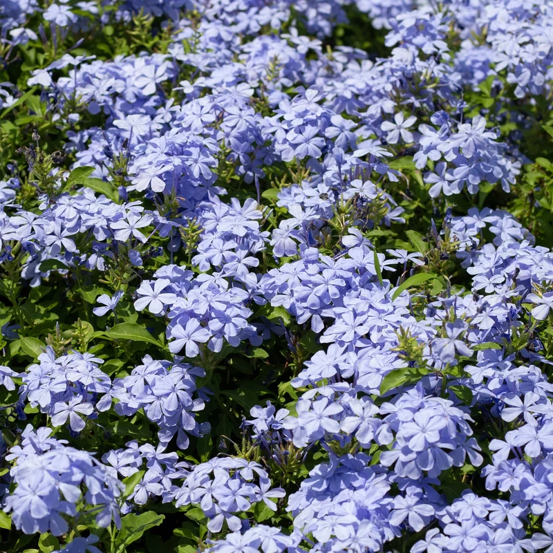 Plumbago