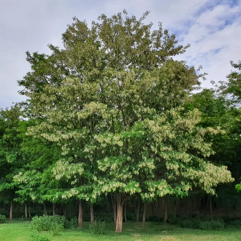 Robinier - Faux-acacia
