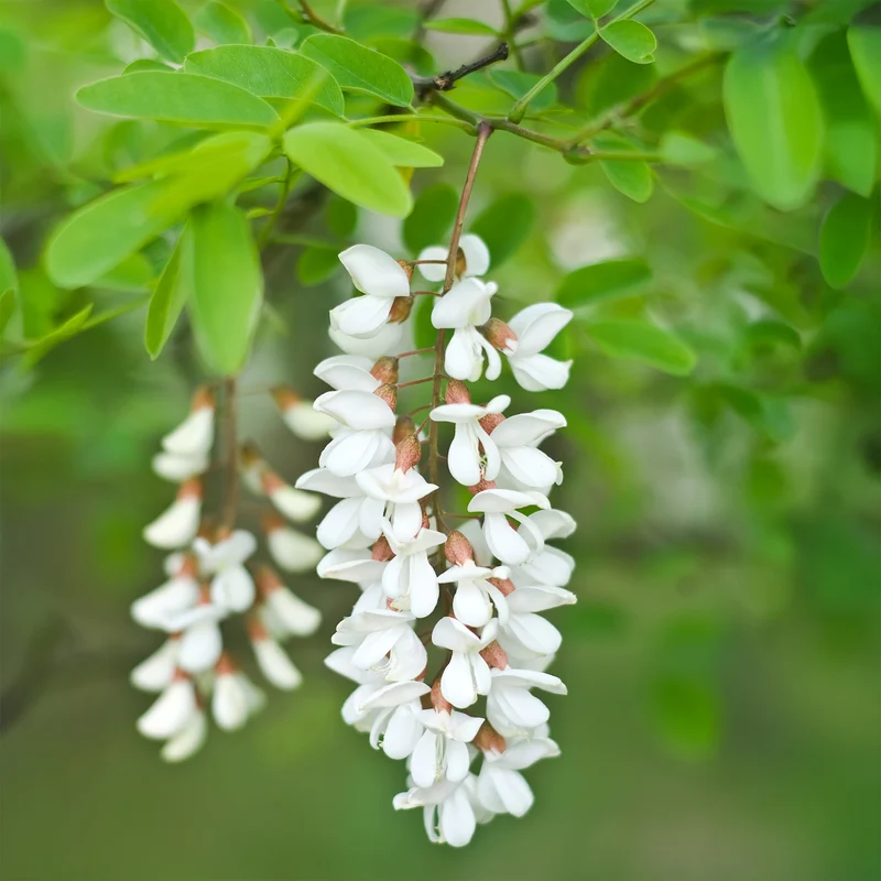 Robinier - Faux-acacia