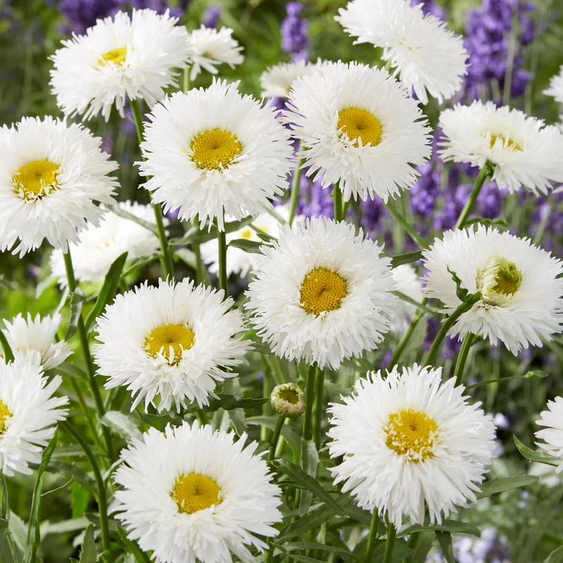 Marguerite d'été Laspider