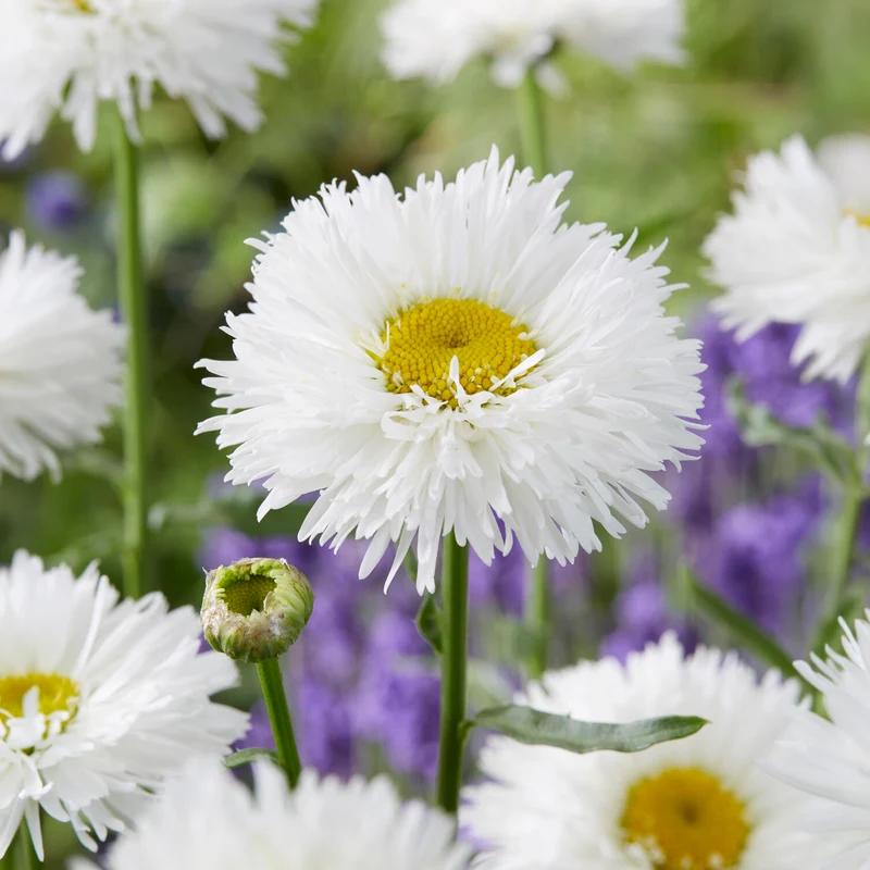 Marguerite d'été Laspider