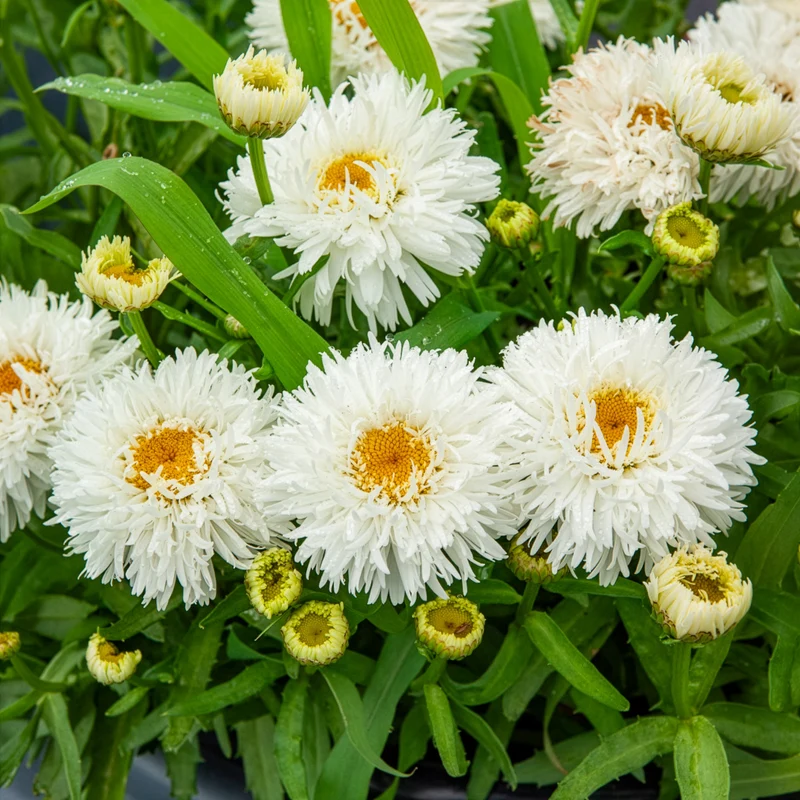 Marguerite d'été Laspider