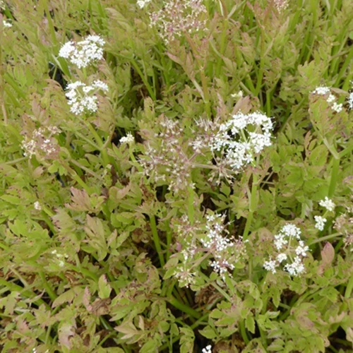Oenanthe fistuleuse Flamingo