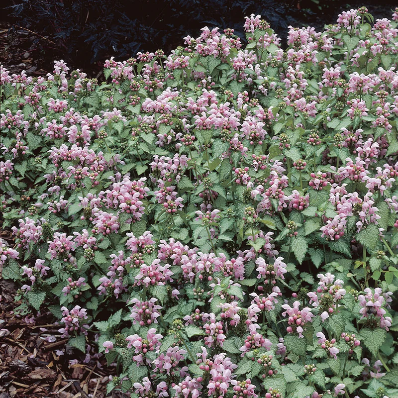 Lamier tacheté Roseum