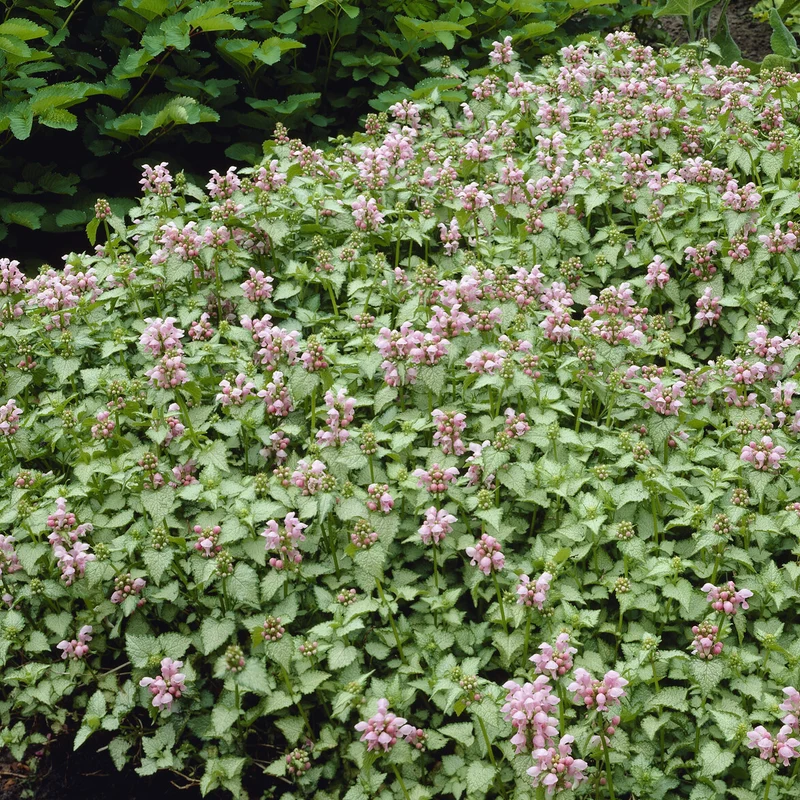 Lamier tacheté Roseum
