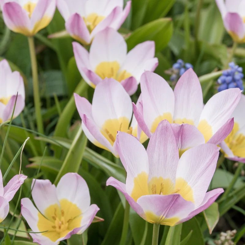 10 Tulipes botaniques Lilac Wonder